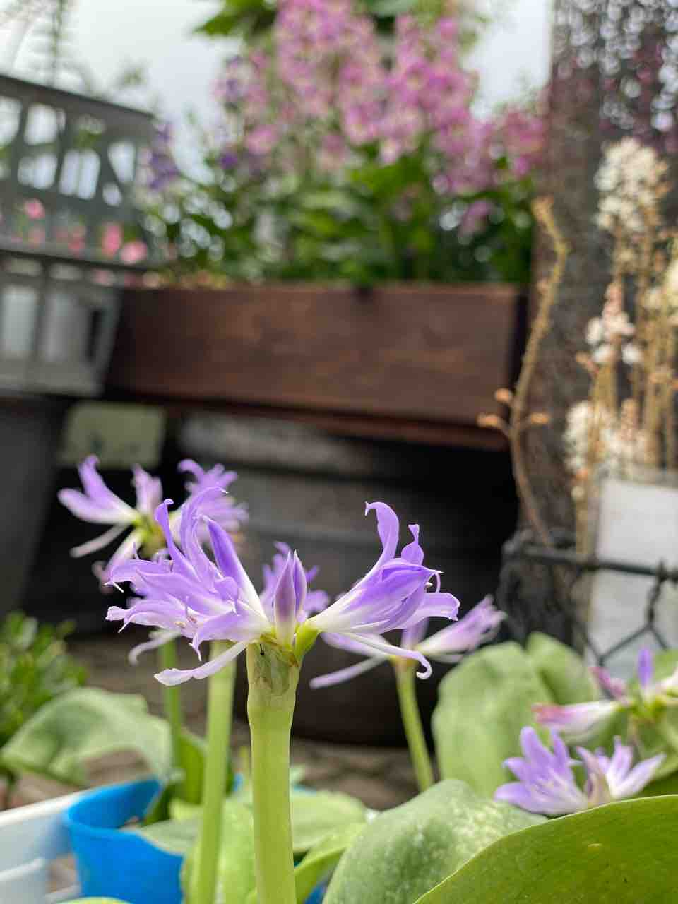 ああ うまく投稿出来てなかった ブルーアマリリス販売 チップ マリーへ ようこそ