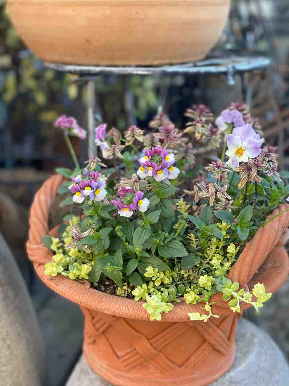 ローブドゥアントワネットを寄せ植え ビオラ夢紡ぎ販売 チップ マリーへ ようこそ