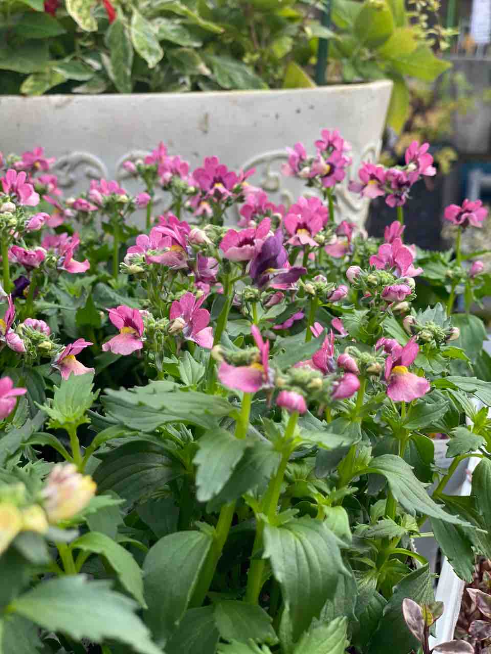 沢山の方々に寄せ植えを手にして頂きありがとうございます ビオレッタ販売開始 チップ マリーへ ようこそ 沢山の方々に寄せ植えを手にして頂きありがとうございます ビオレッタ販売開始 チップ マリーへ ようこそ