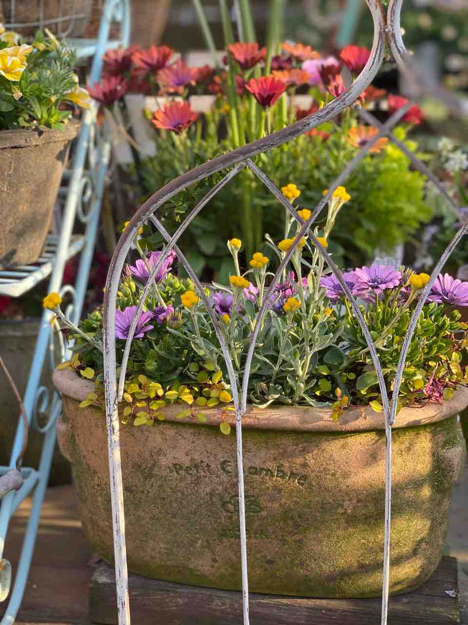 春の寄せ植えは好きですか オンファロディススターリーアイズ販売 チップ マリーへ ようこそ