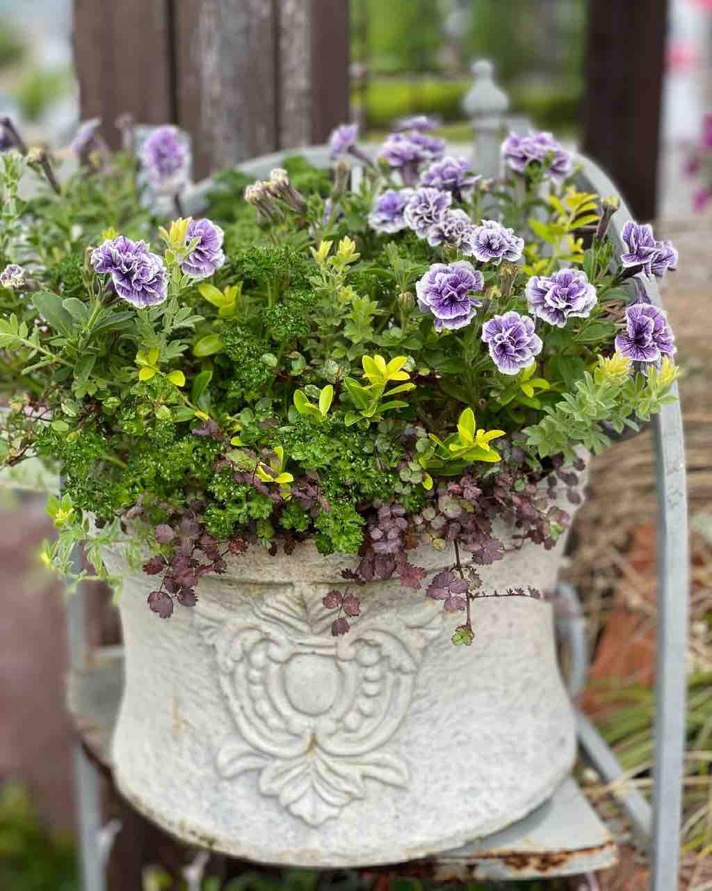 Be The One ポーチュラカカンピーノ販売 チップ マリーへ ようこそ