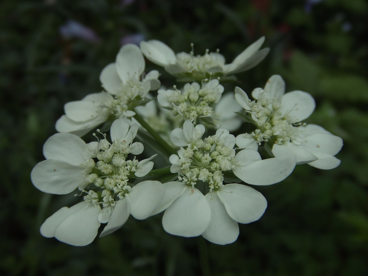 白い来年も咲く花 チップ マリーへ ようこそ