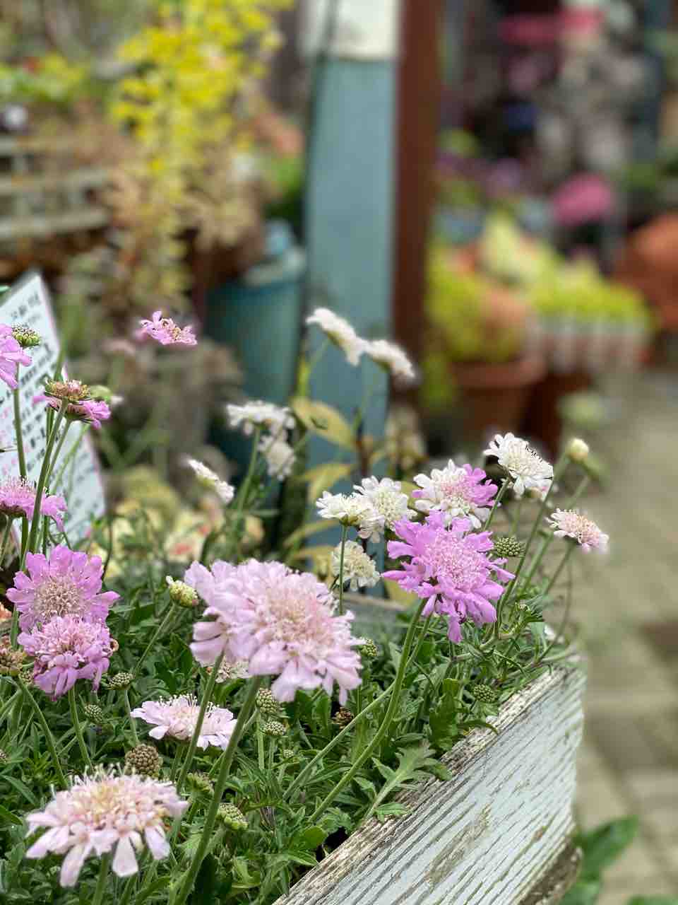 ああ うまく投稿出来てなかった ブルーアマリリス販売 チップ マリーへ ようこそ