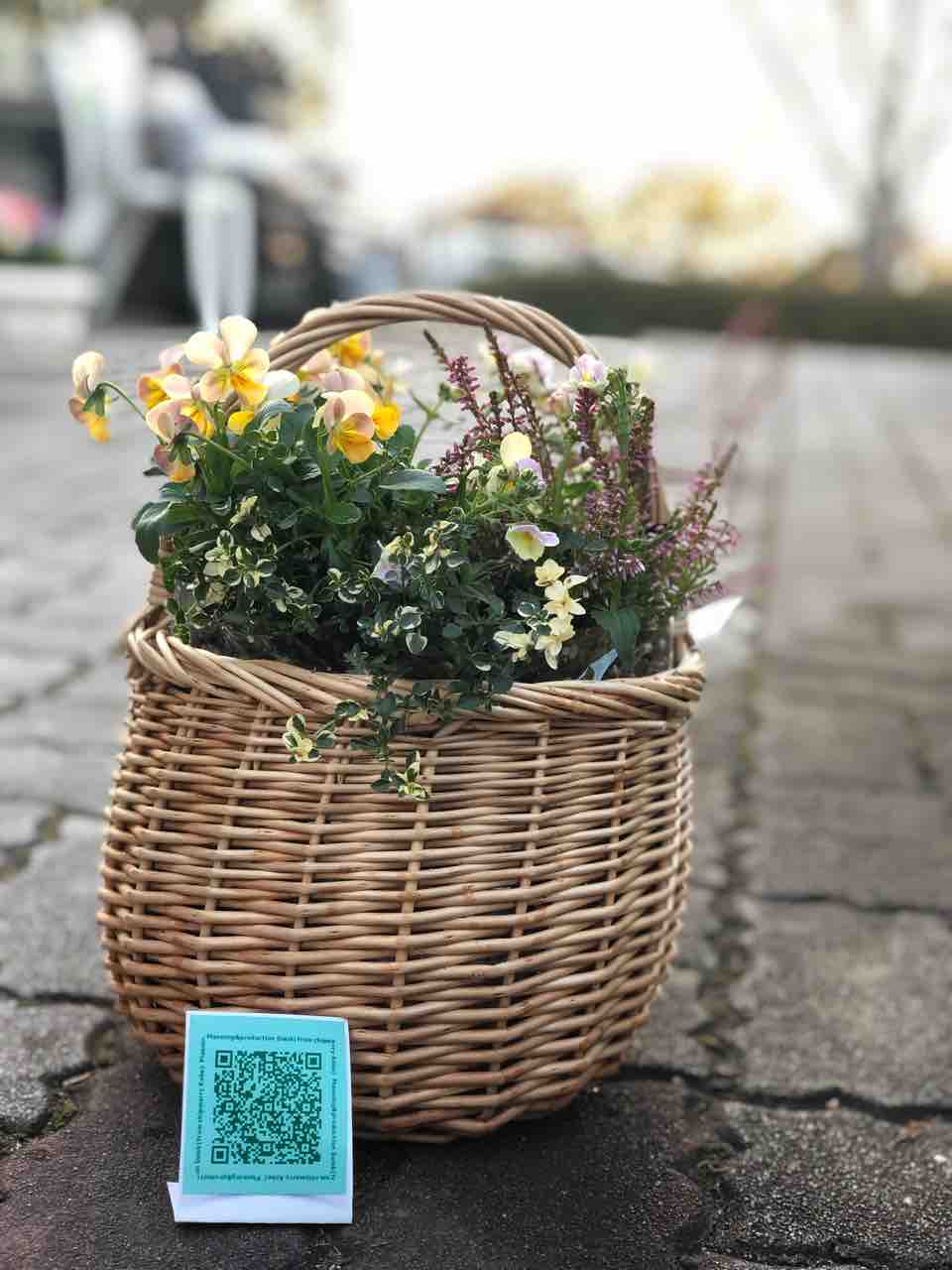 日は 寄せ植えコンシェルジュ 少し早いクリスマス チップ マリーへ ようこそ