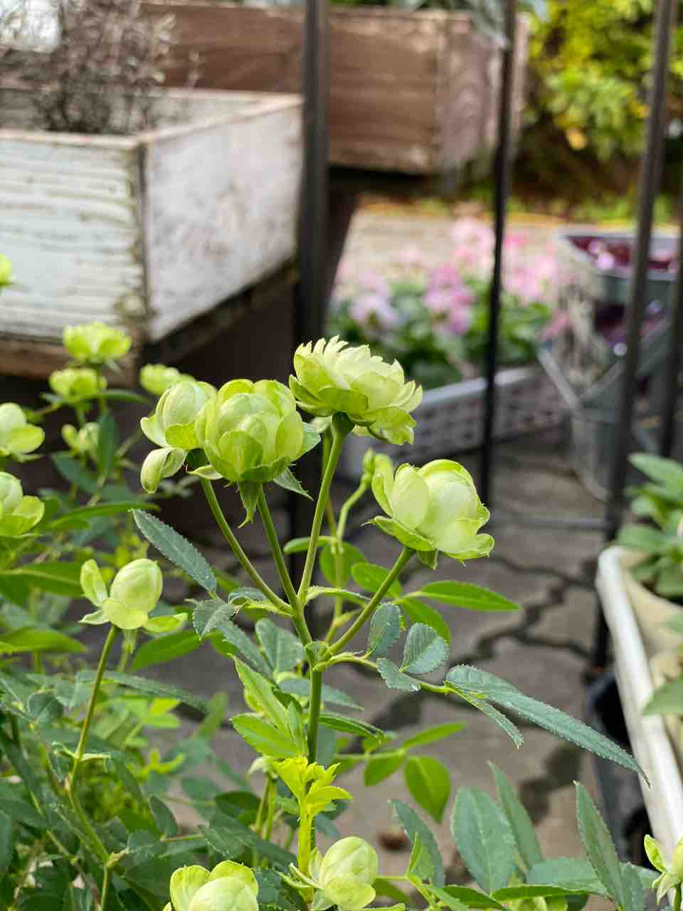 一目惚れしたら やって来てくれたんですよね チップ マリーへ ようこそ