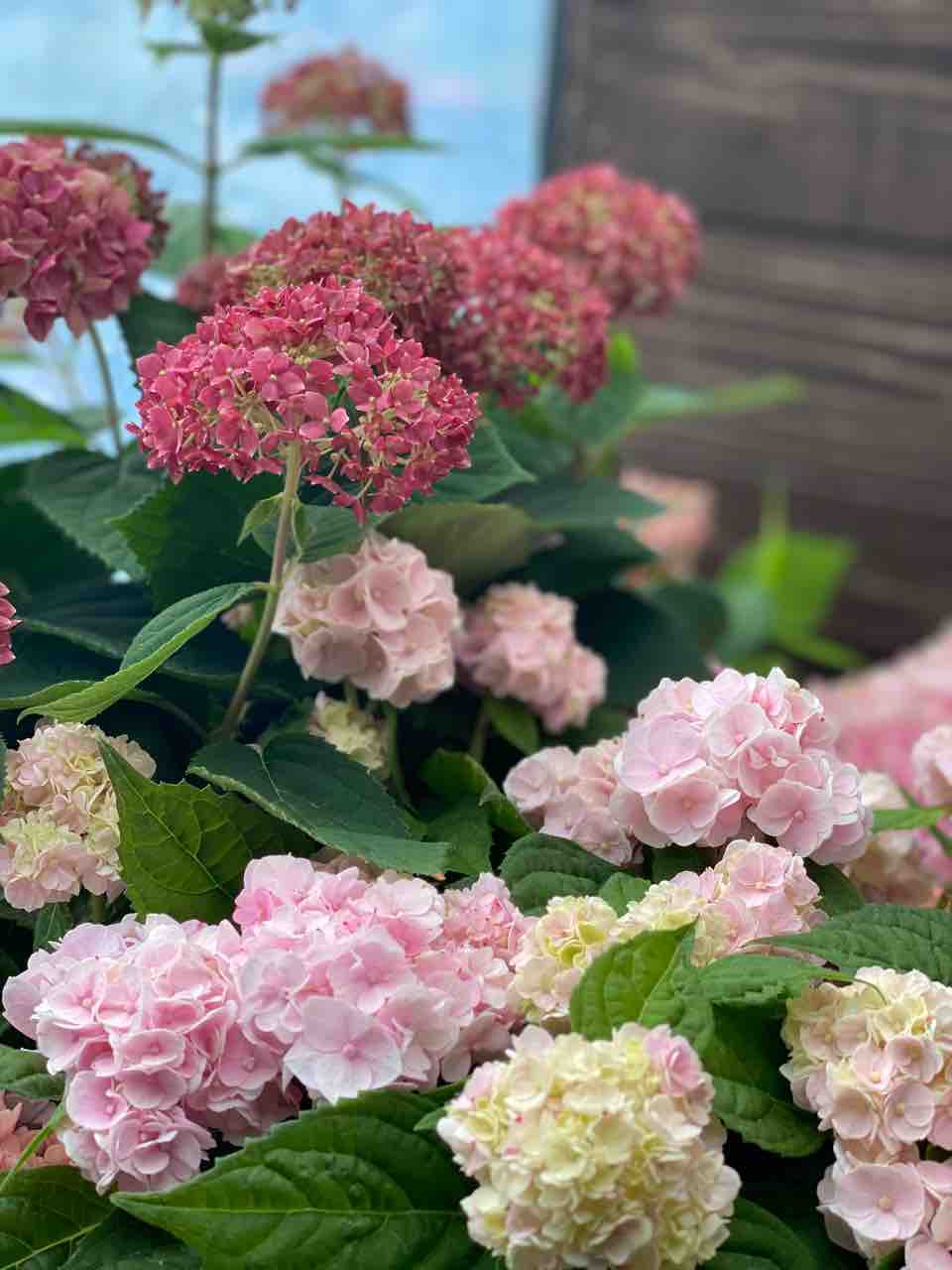 山紫陽花って素敵なんですよね チップ マリーへ ようこそ 山紫陽花って素敵なんですよね チップ マリーへ ようこそ