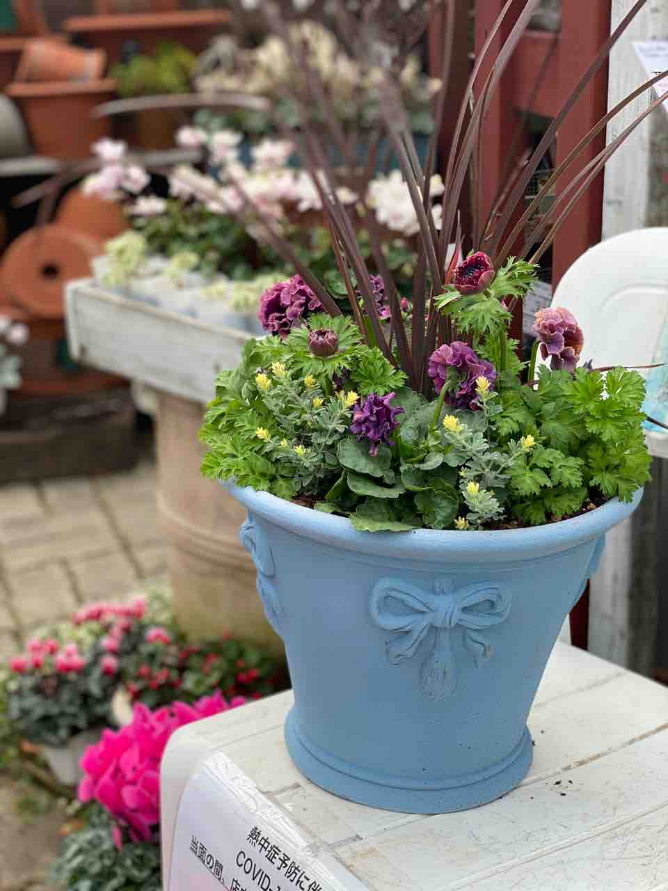 寄せ植えがお買い得 な三連休最終日 追加分 エボルベ販売 チップ マリーへ ようこそ