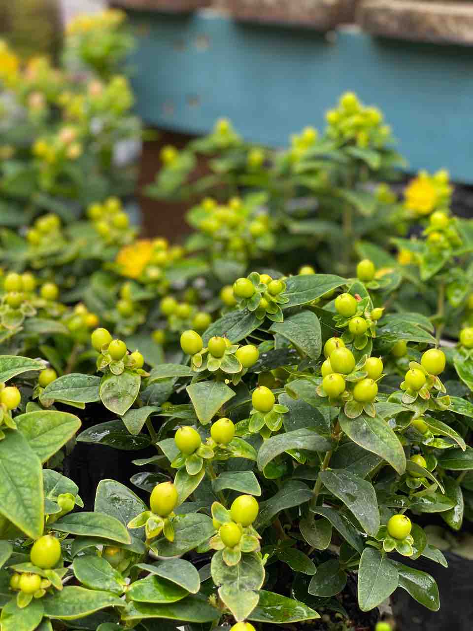 週末が気になりますが ソラナムパンプキン販売 チップ マリーへ ようこそ