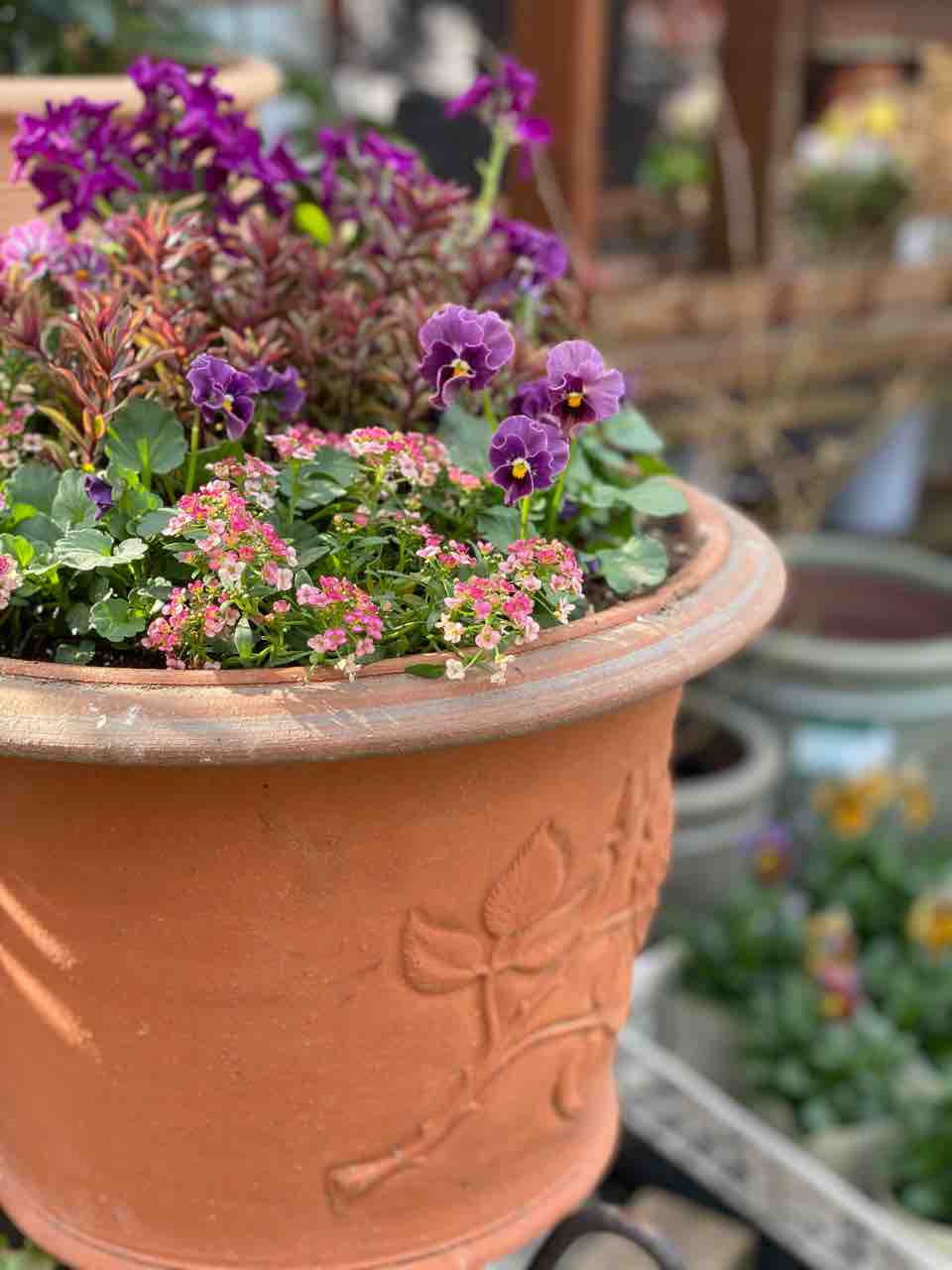 ビオラやシクラメンを使った寄せ植え チップ マリーへ ようこそ