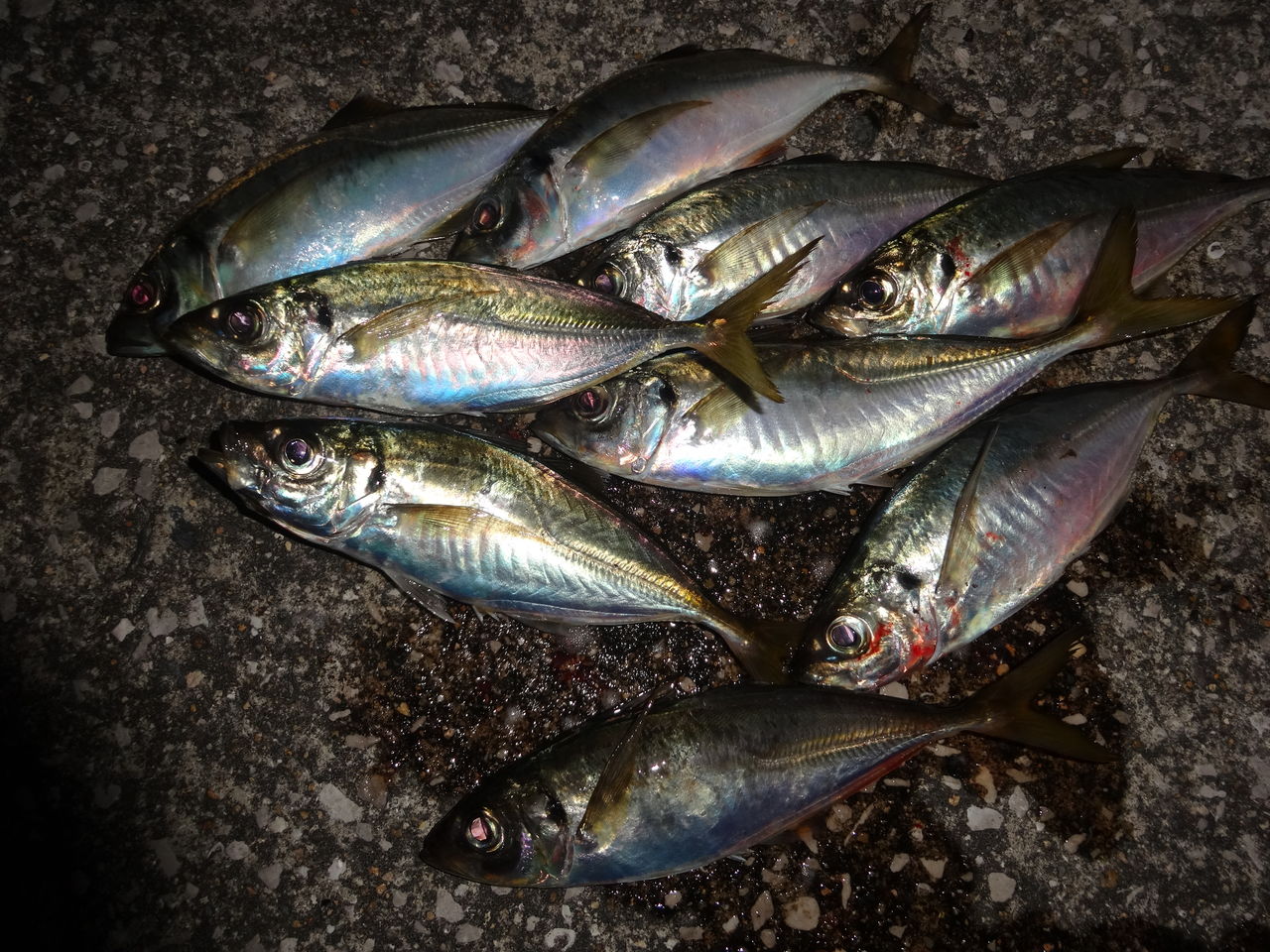 日によって違うアジの捕食パターン Wadatsumi 日によって違うアジの捕食パターン Wadatsumi