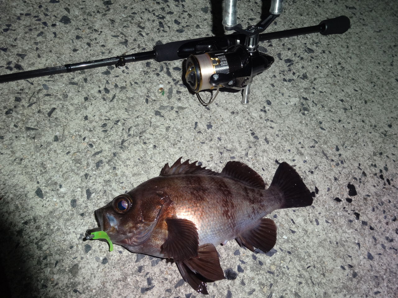 マッチョなメバル Wadatsumi マッチョなメバル Wadatsumi