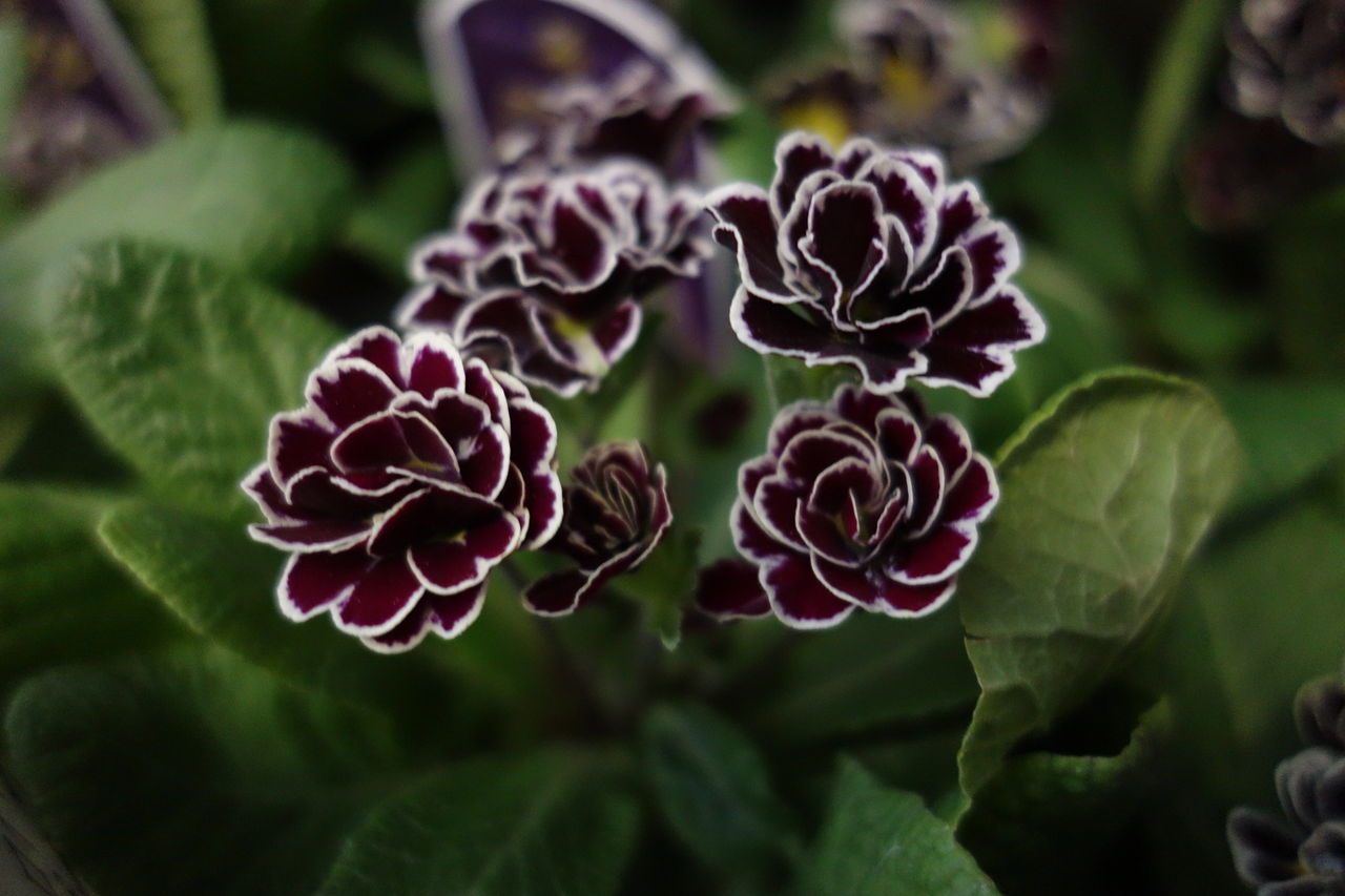 春を告げる花 ジュリアン 花安のスタッフブログ