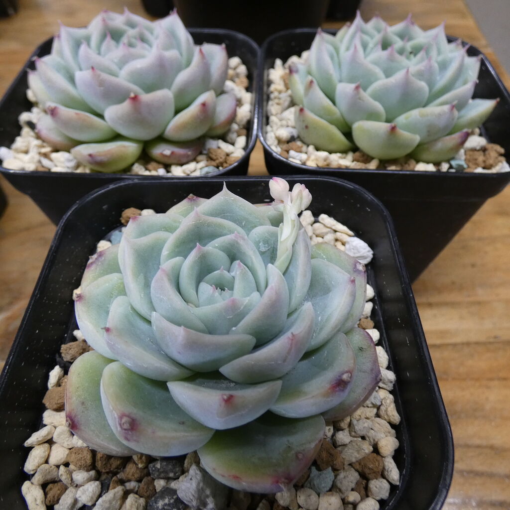 好評継続中 今だけ限定価格 Shiho様専用出品 多肉植物 韓国苗 エケベリア おまとめ Sale 公式通販 Smartcpns Com