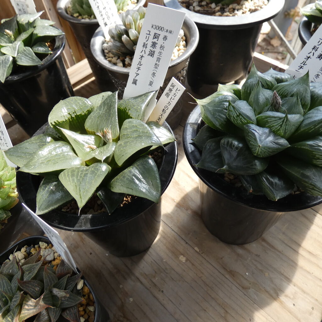 宝石のような多肉植物 ハオルチア 花安のスタッフブログ