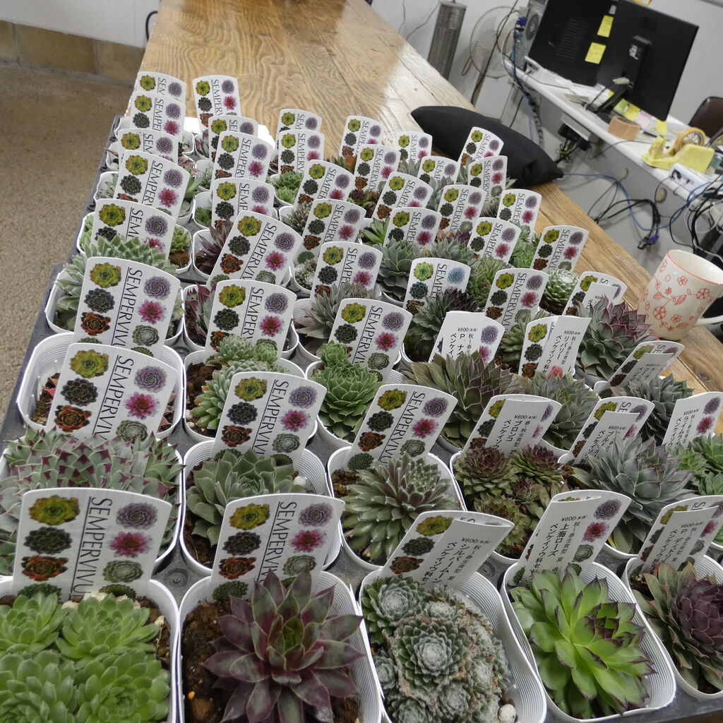 入荷分から センペルビウムについて 花安のスタッフブログ 入荷分から センペルビウムについて 花安のスタッフブログ