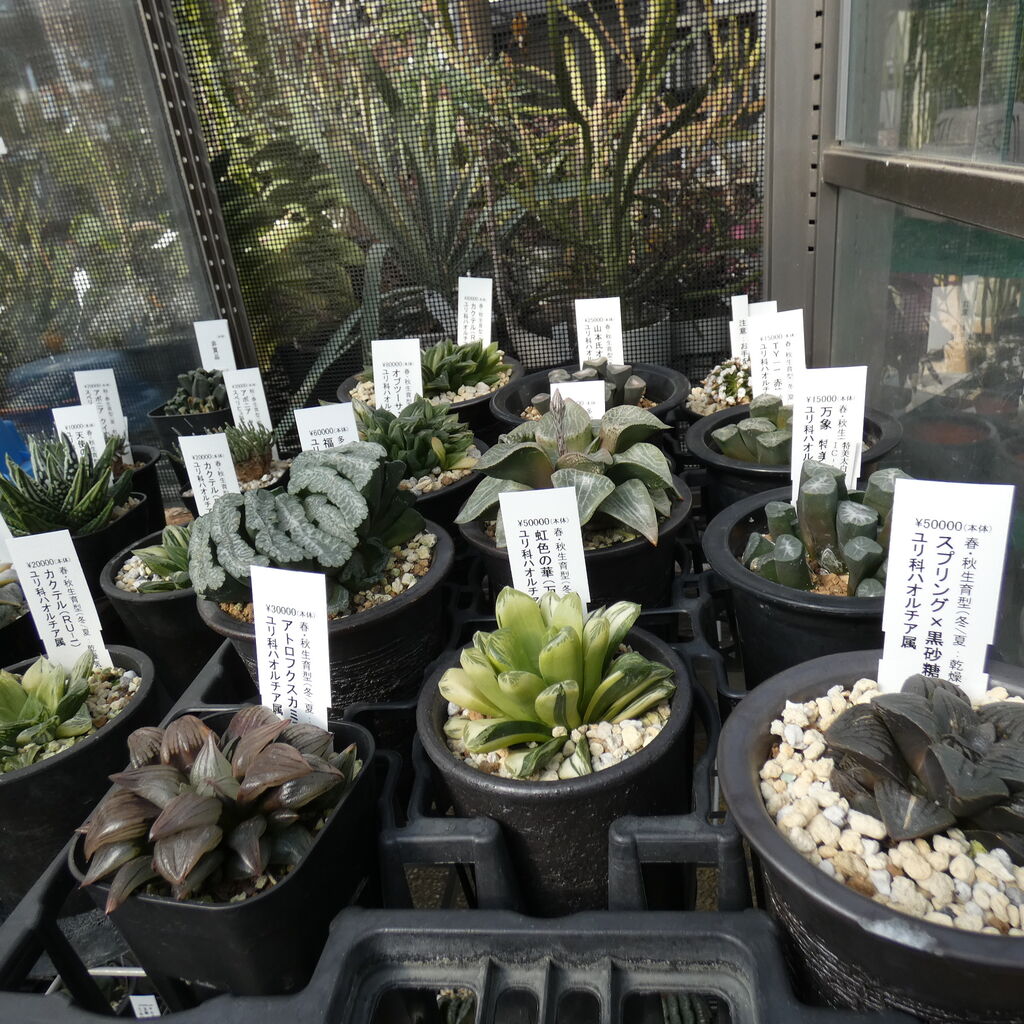 多肉植物 ハオルチア属 ウィミー （ハオルチアの育て方の通販 | 花 