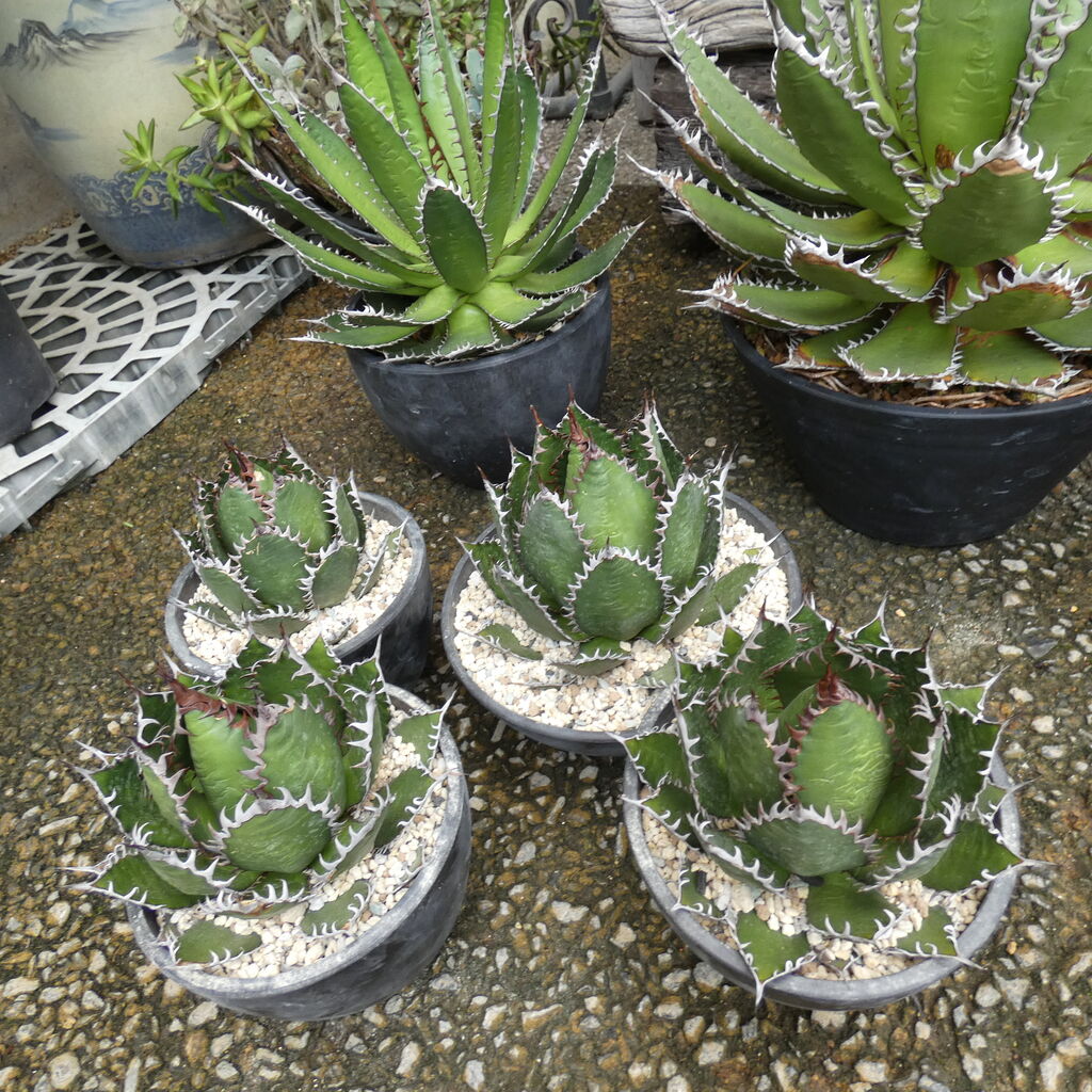 アガベ ホリダ ドワーフ入荷です : 花安のスタッフブログ