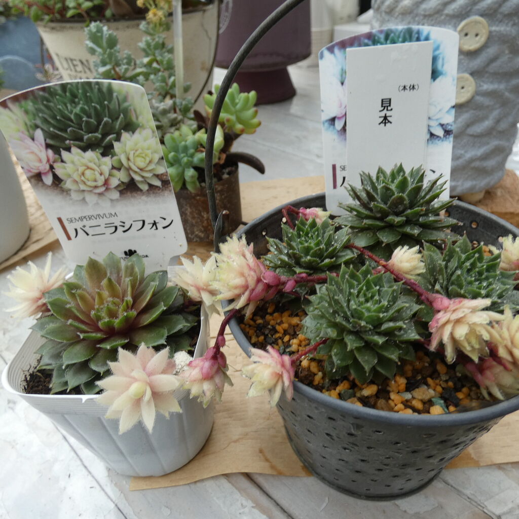 センペルビウム バニラシフォン入荷です 花安のスタッフブログ センペルビウム バニラシフォン入荷です 花安のスタッフブログ