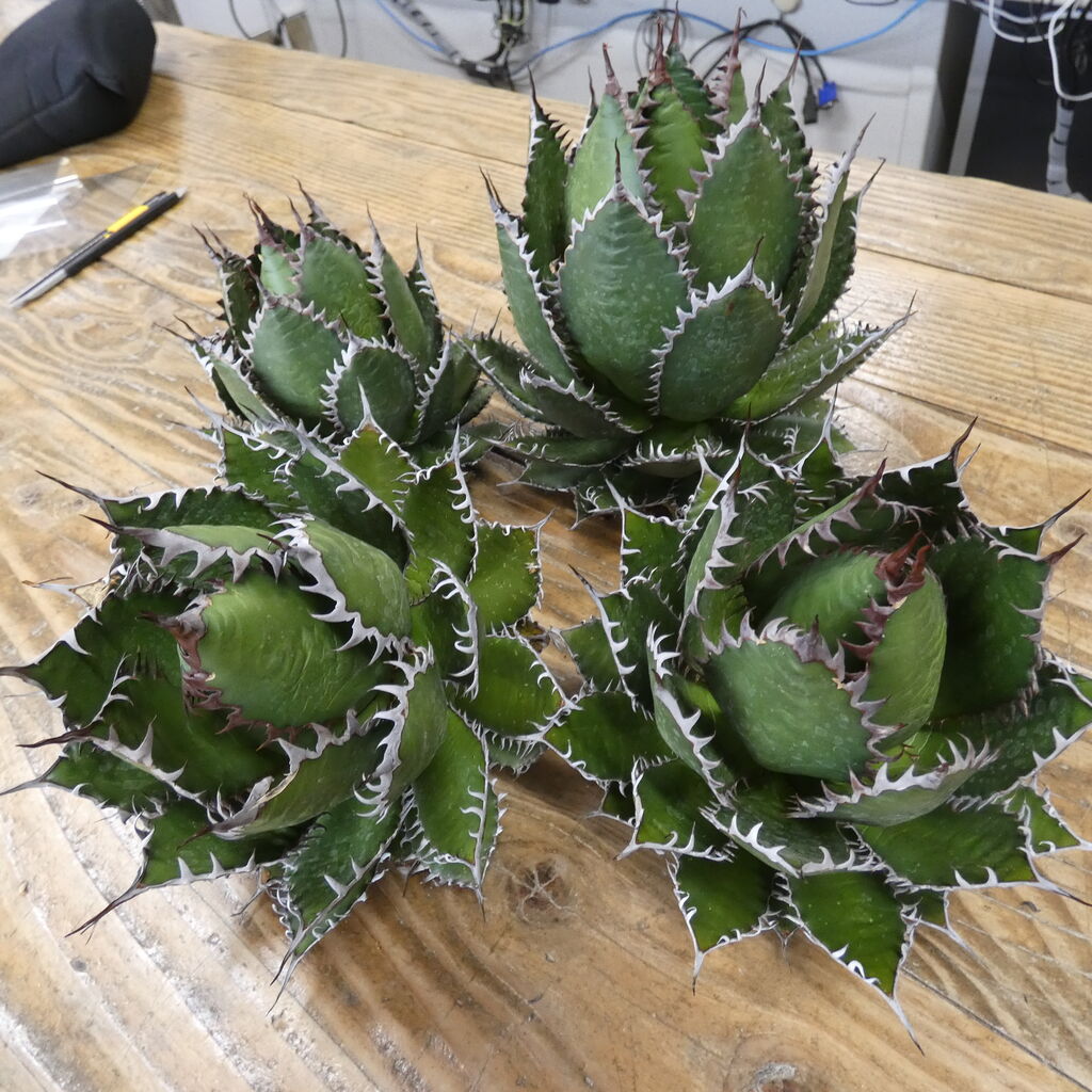 アガベ ホリダドワーフ カリフォルニア | STELLA.PLANTS