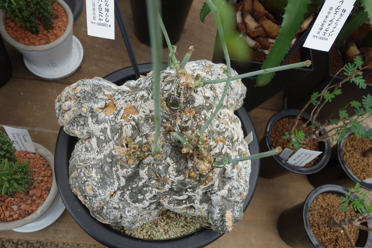 希少種　ケファロペンタンドラ エキローサ 希少種 ケファロペンタンドラ エキローサ Cephalopentandra