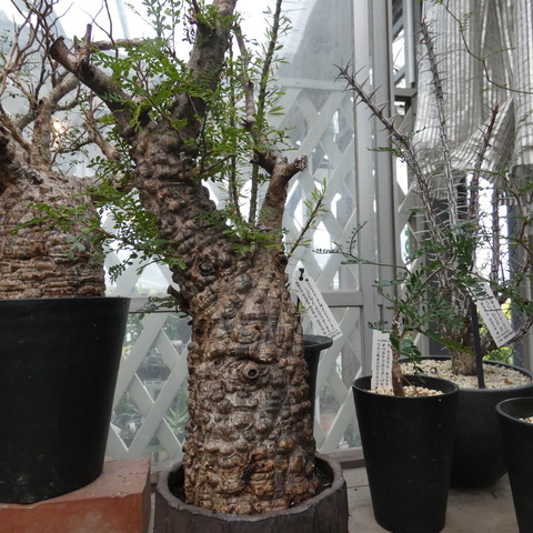 オペルクリカリア デカリー 花安のスタッフブログ