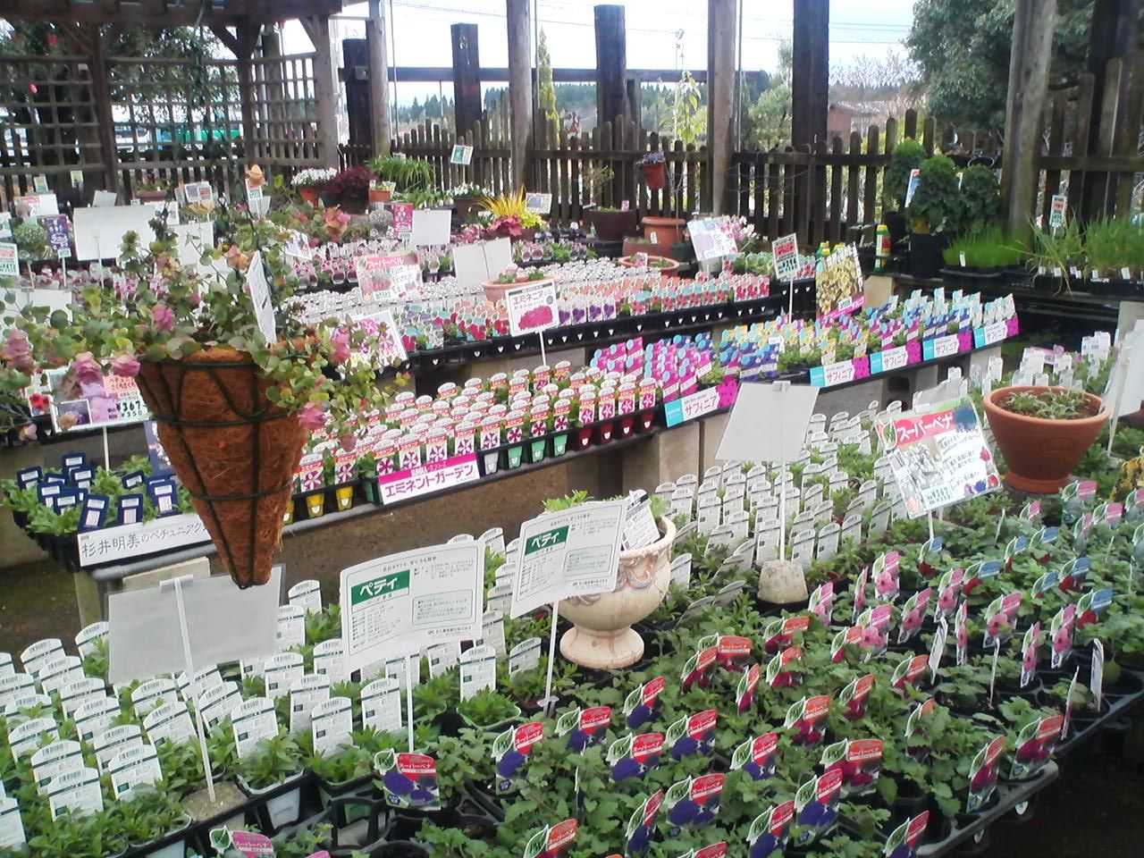 ペチュニアメーカー苗入荷しました 花安のスタッフブログ