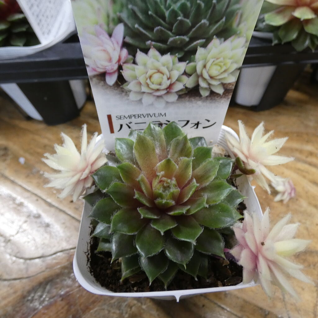 センペルビウム バニラシフォン入荷です 花安のスタッフブログ センペルビウム バニラシフォン入荷です 花安のスタッフブログ