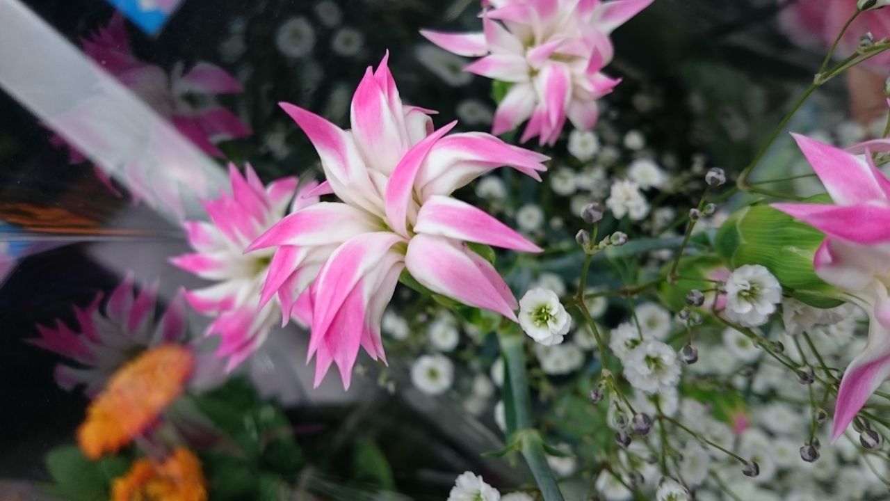 定番 では無い カーネーション 花屋のひとり言 Flower Green はなよし知立店 定番 では無い カーネーション 花屋のひとり言 Flower Green はなよし知立店