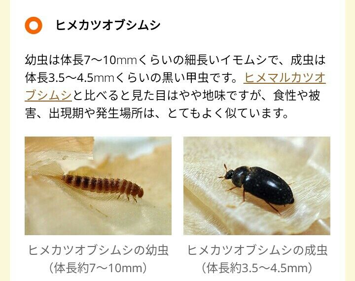 D 洗濯物ににつく黒い虫 閲覧注意かも パート主婦奮闘記 D 洗濯物ににつく黒い虫 閲覧注意かも パート主婦奮闘記