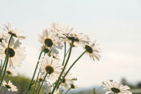 daisies-5091308_640