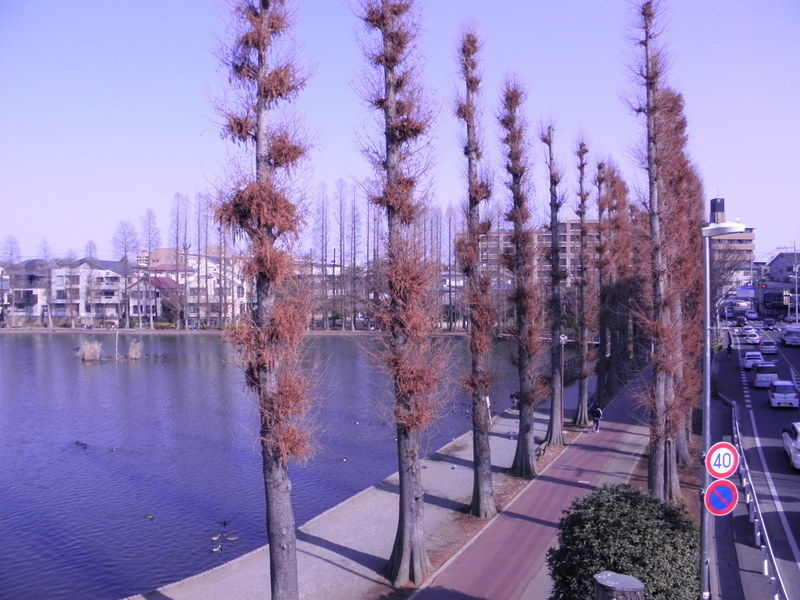 気が向くままに : 家の近くの公園にて