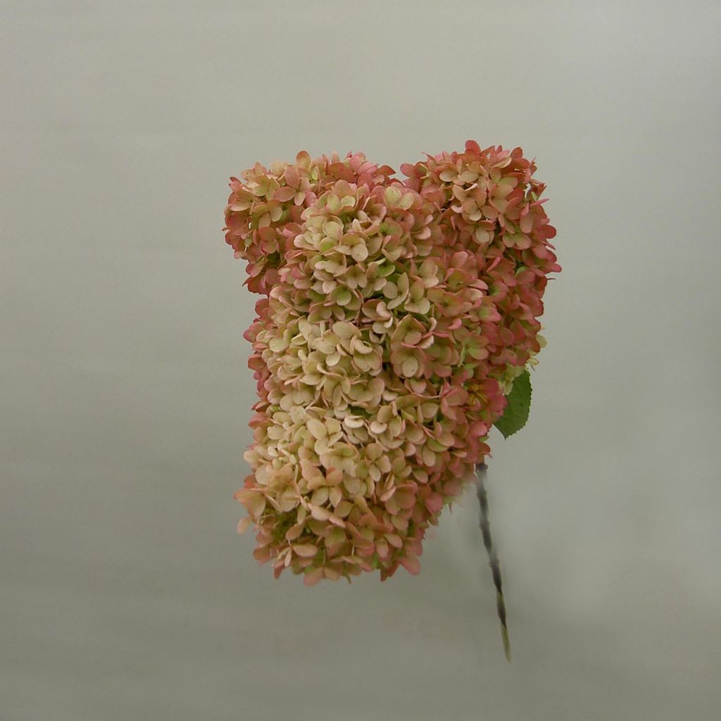 偶然であった犬 札幌市西区琴似花屋 フローラル花づくし お花の楽しい情報発信中 遊びに来てくださいね