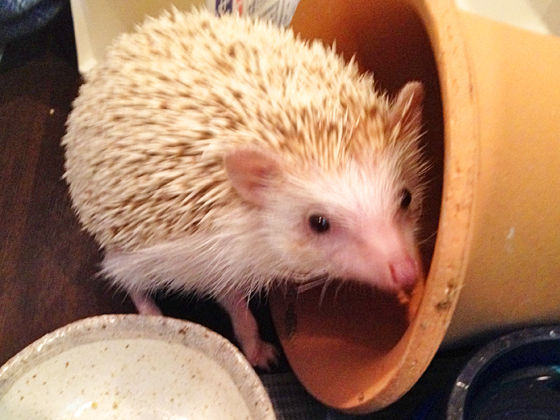 毎日の掃除 ハリーの家 ハリネズミとネズミのいる家