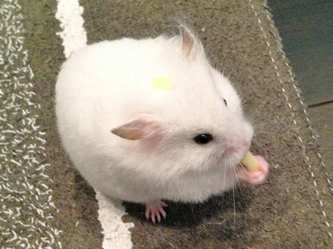 524
