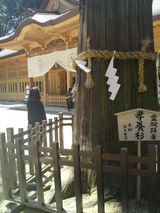 神木-1