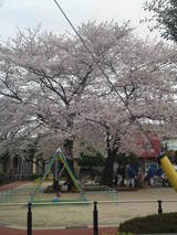 桜-1
