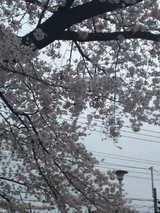 桜-2