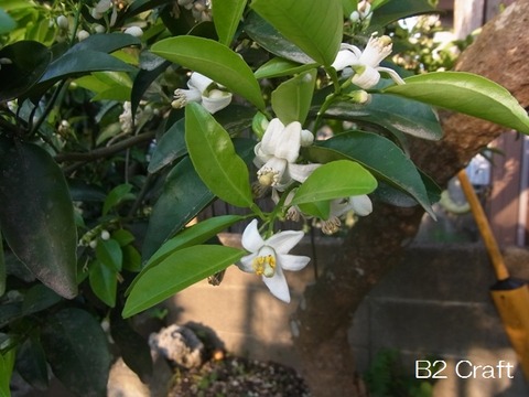 日向夏の花です