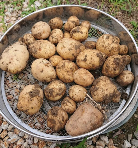 パンダクッキング