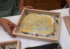 10石膏1