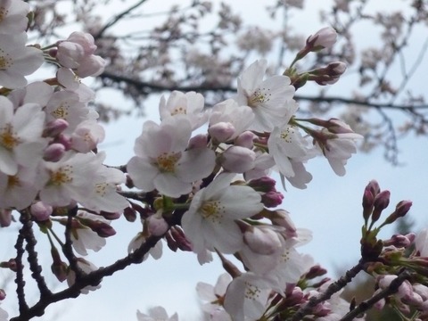 ①芹ヶ谷公園の桜