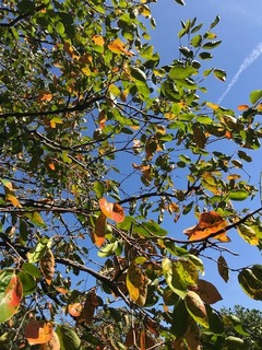 堂之坂公園 紅葉