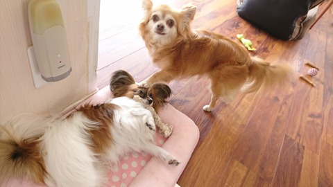 ぷちファミリー会参加（ご無沙汰してました）