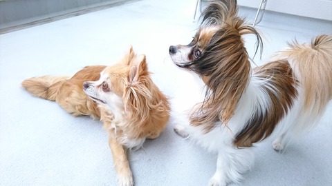 この半年ほどのこと