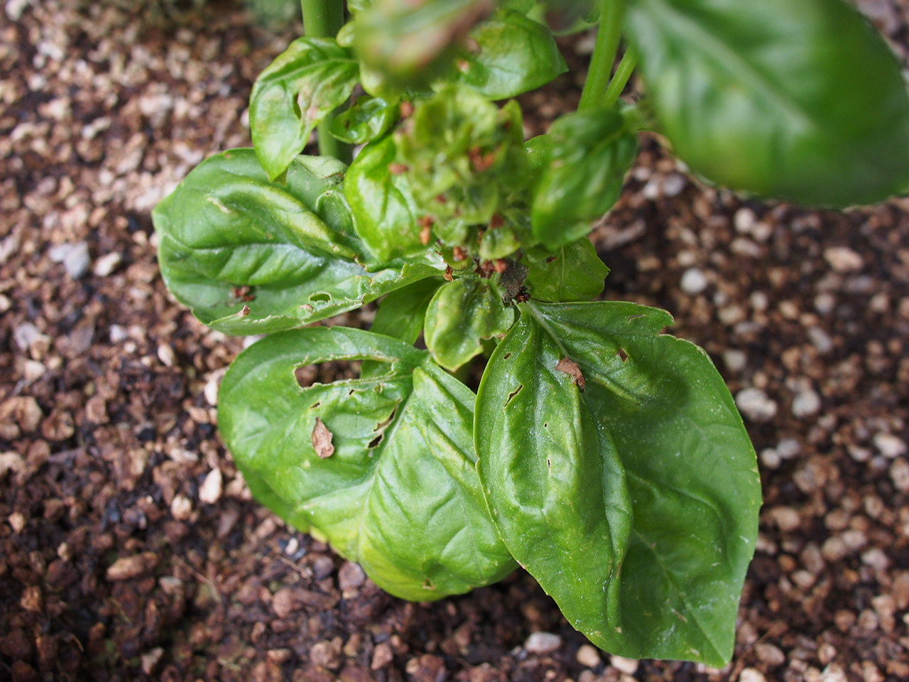 2015家庭菜園日記 91日目 バジルもミニトマトも元気いっぱい 雑日記 2015家庭菜園日記 91日目 バジルもミニトマトも元気いっぱい 雑日記