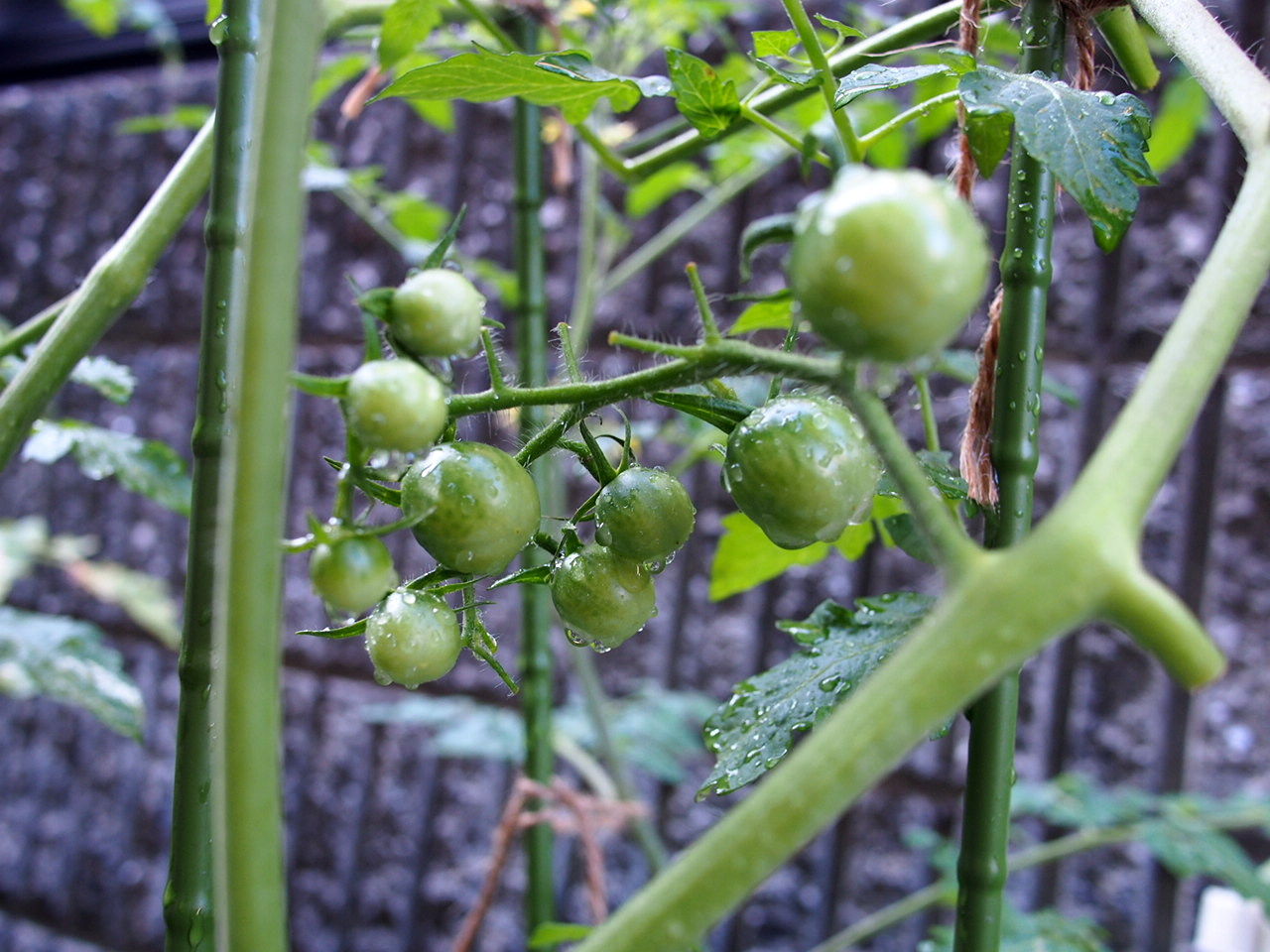 ミニトマト育成日記 ７１日目 ２代芽でまた尻腐れ病 雑日記