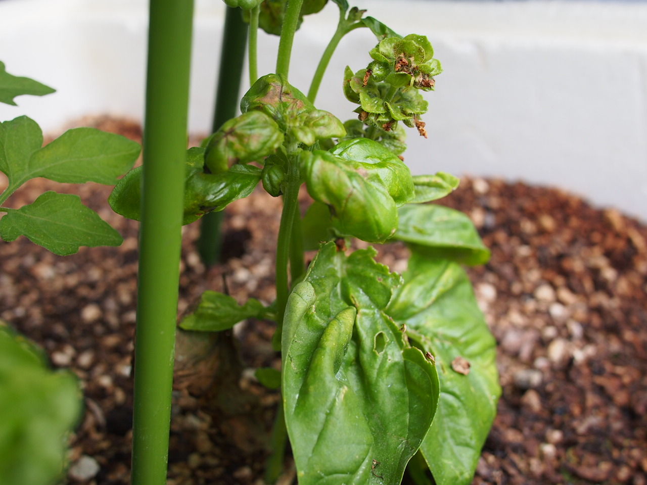 2015家庭菜園日記 91日目 バジルもミニトマトも元気いっぱい 雑日記 2015家庭菜園日記 91日目 バジルもミニトマトも元気いっぱい 雑日記