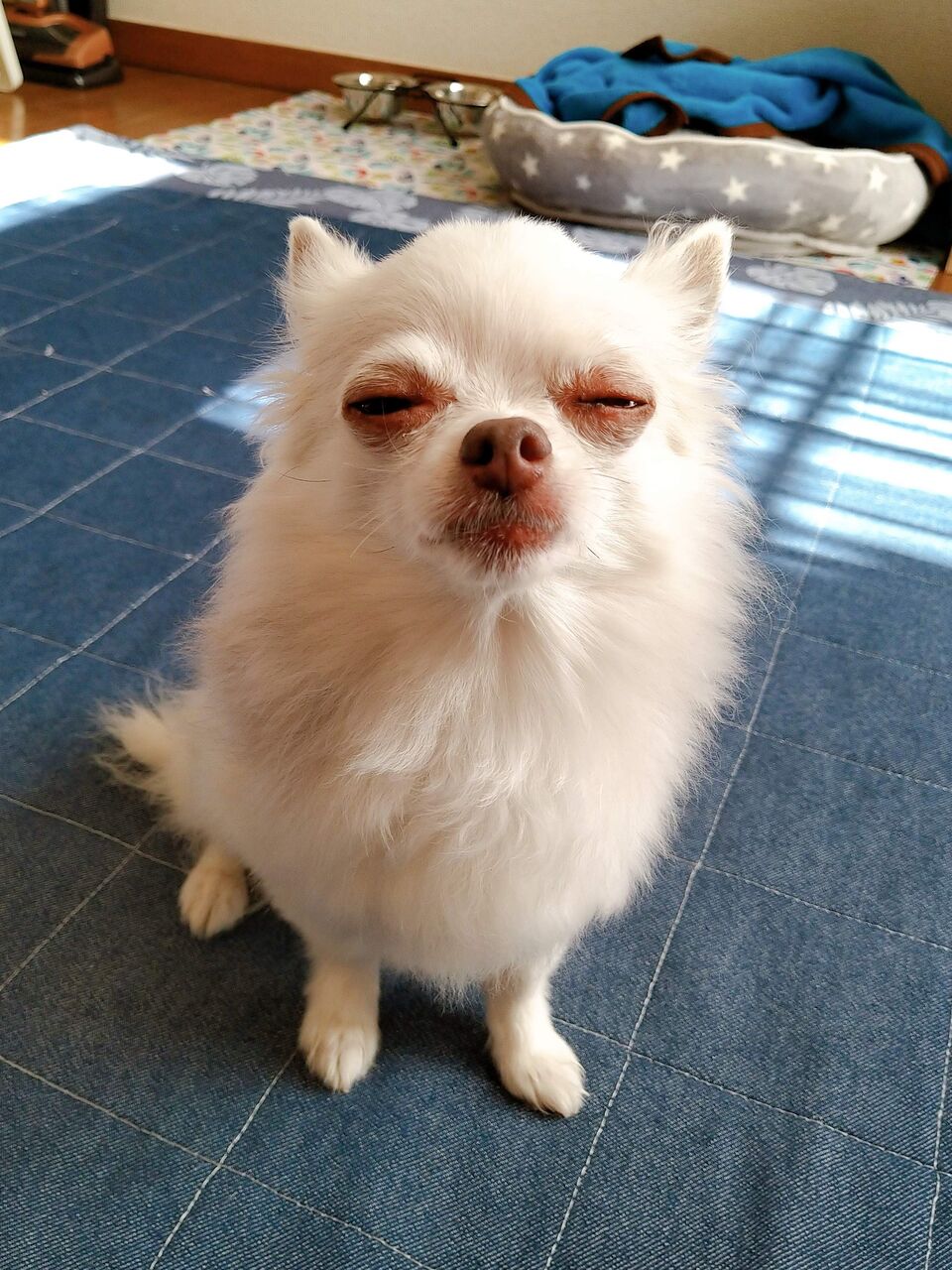 チワワと人間の紹介 半目ちゃんと見た世界 チワワと人間の紹介 半目ちゃんと見た世界