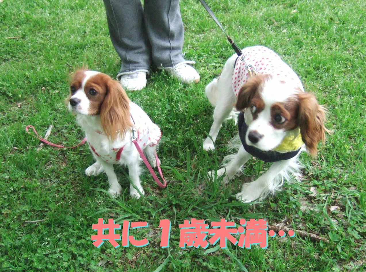 キャバリア園遊会で デカキャバを探す でかキャバリア ハンニバルの 以下省略