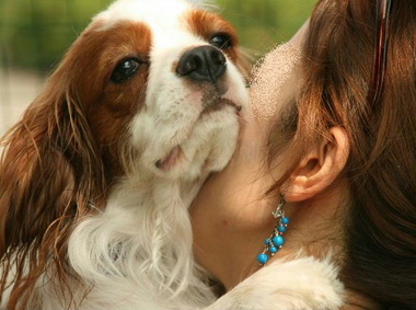 Image result for cavalier 犬 抱きしめる